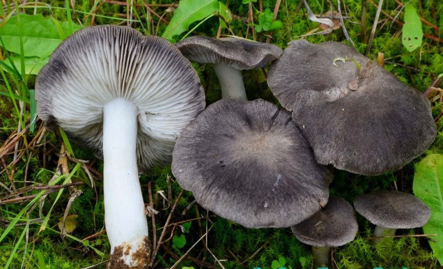 Рядовку землисто-серую (Tricholoma terreum)
