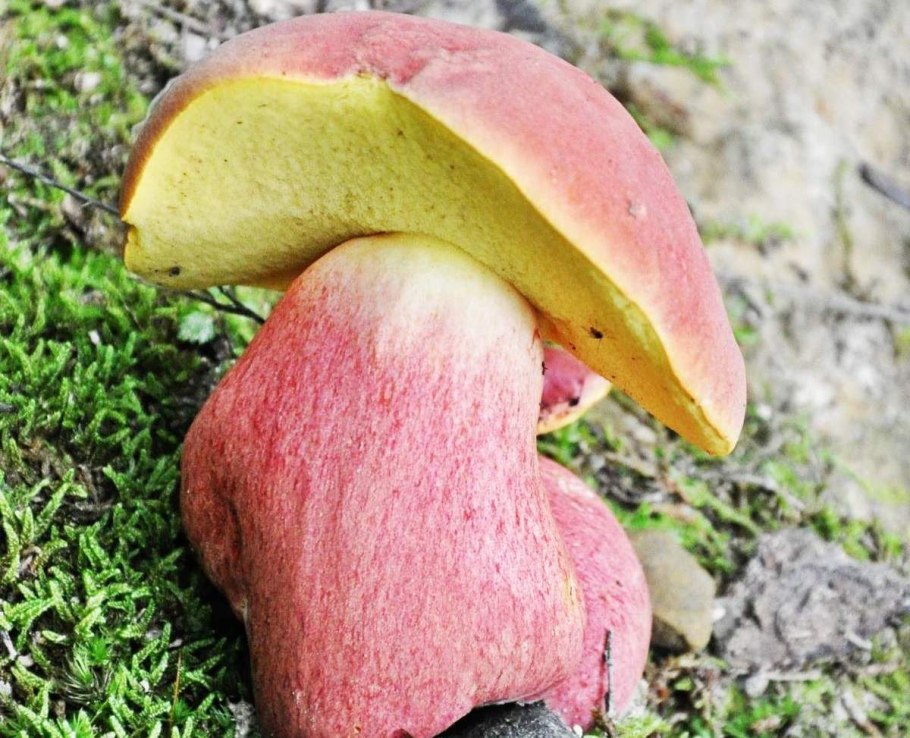 Боровик розовокожий Boletus rhodoxanthus