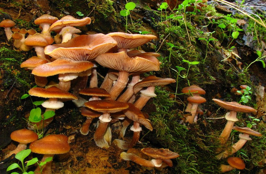 Осенние опята ложные