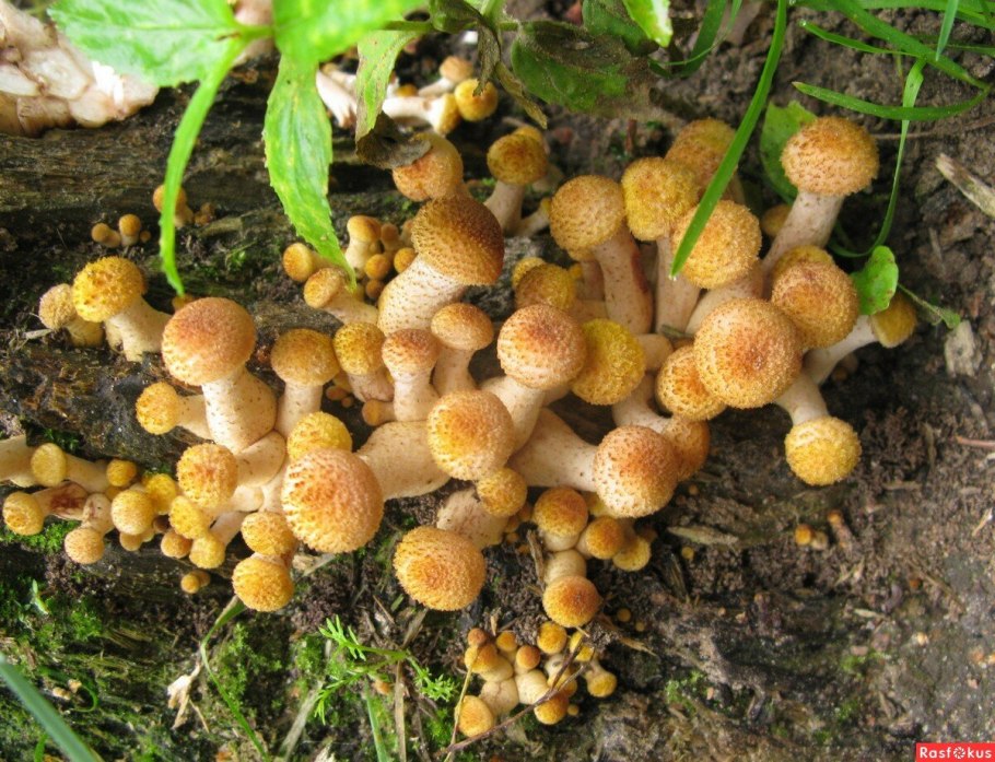 Опята черноголовые