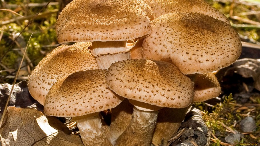 Съедобные грибы опята осенние