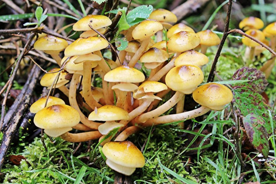 Armillaria mellea
