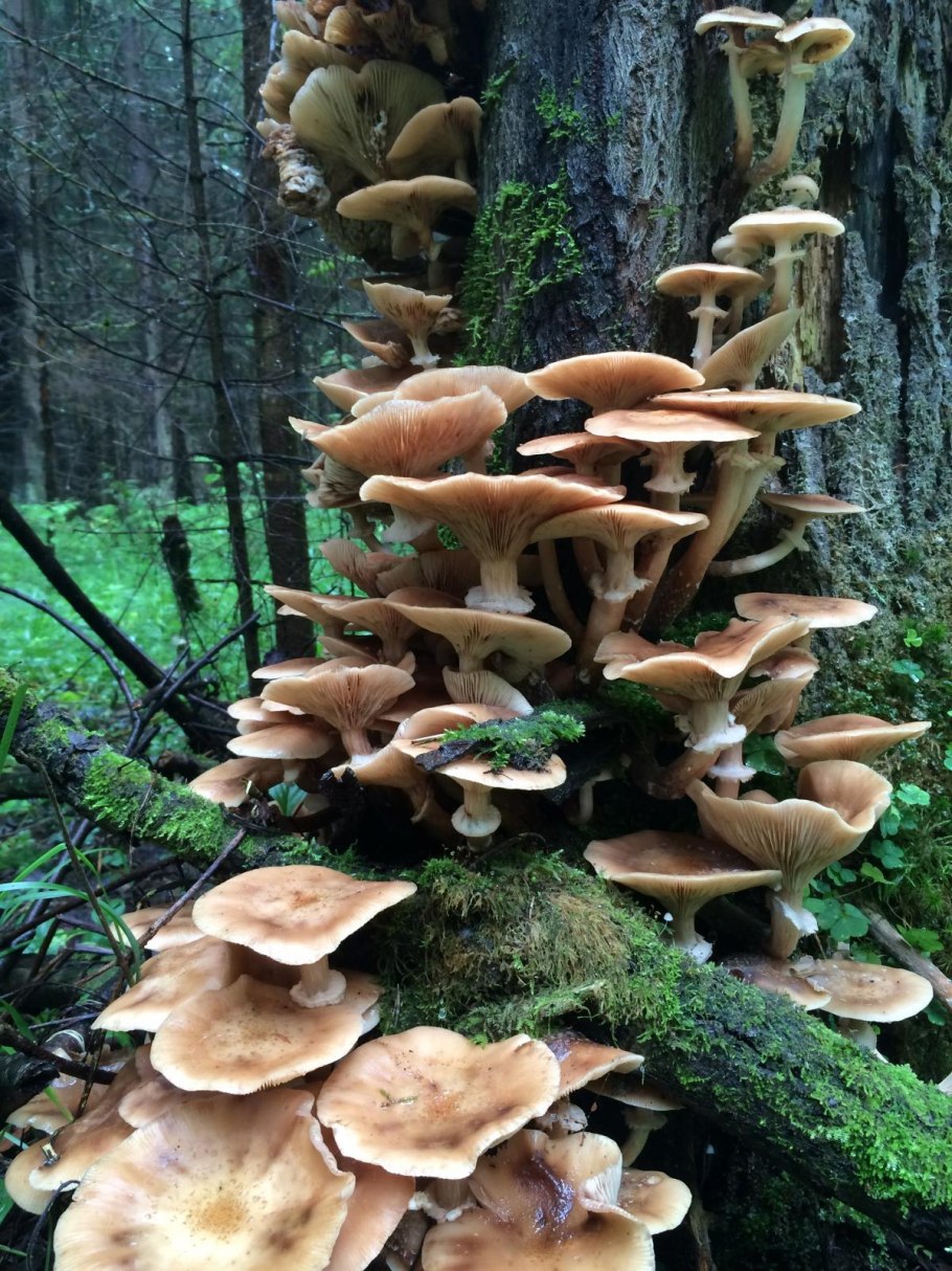 Осенние опята ложные