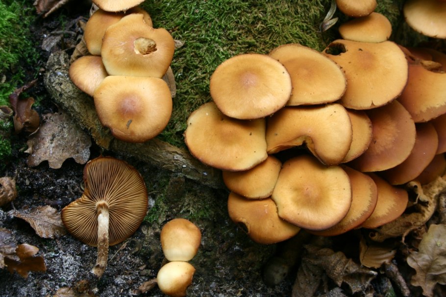 Опенок летний (kuehnerоmyces mutаbilis).