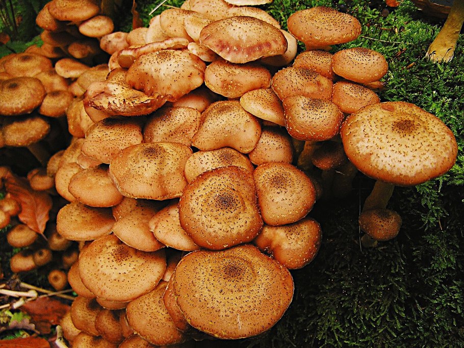 Опенок осенний (Armillaria mellea; Armillaria Borealis