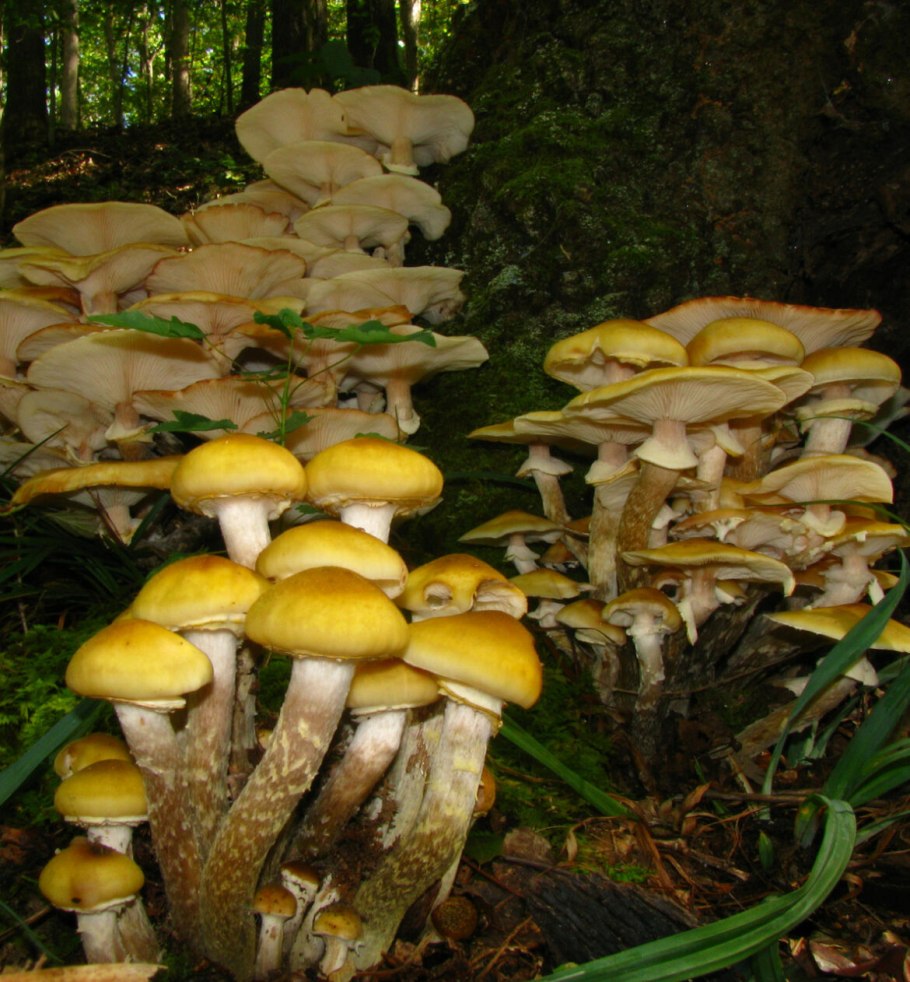 Медовые грибы Armillaria mellea