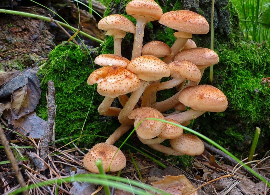 Грибы опята