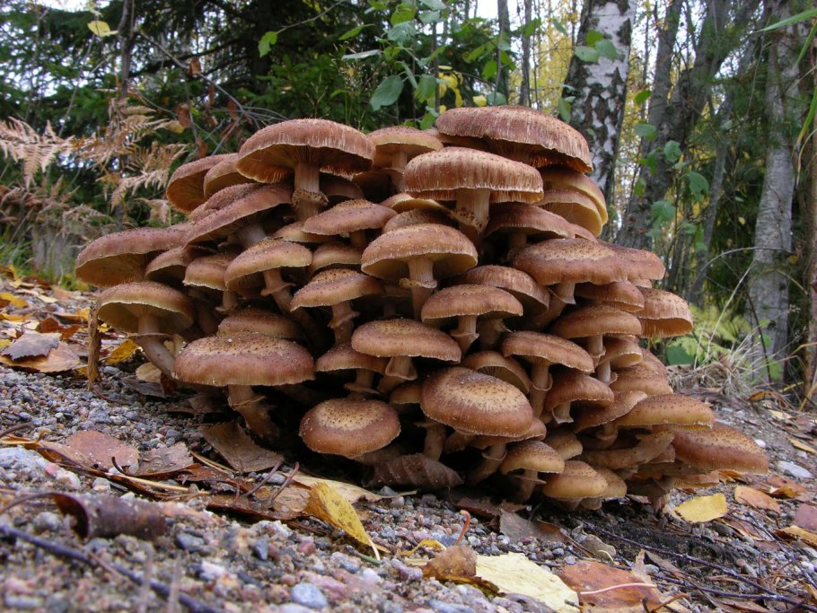 Вешенка осенний опята