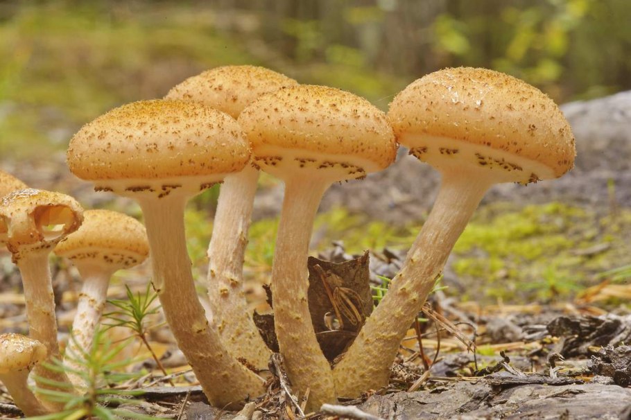 Опенок осенний (Armillaria mellea; Armillaria Borealis