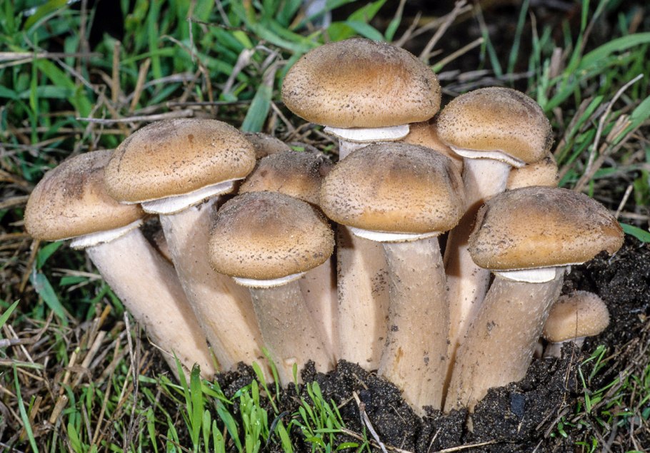 Разновидности опят съедобных