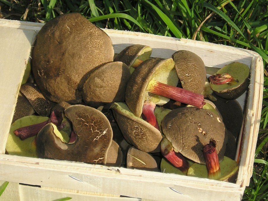 Xerocomellus zelleri