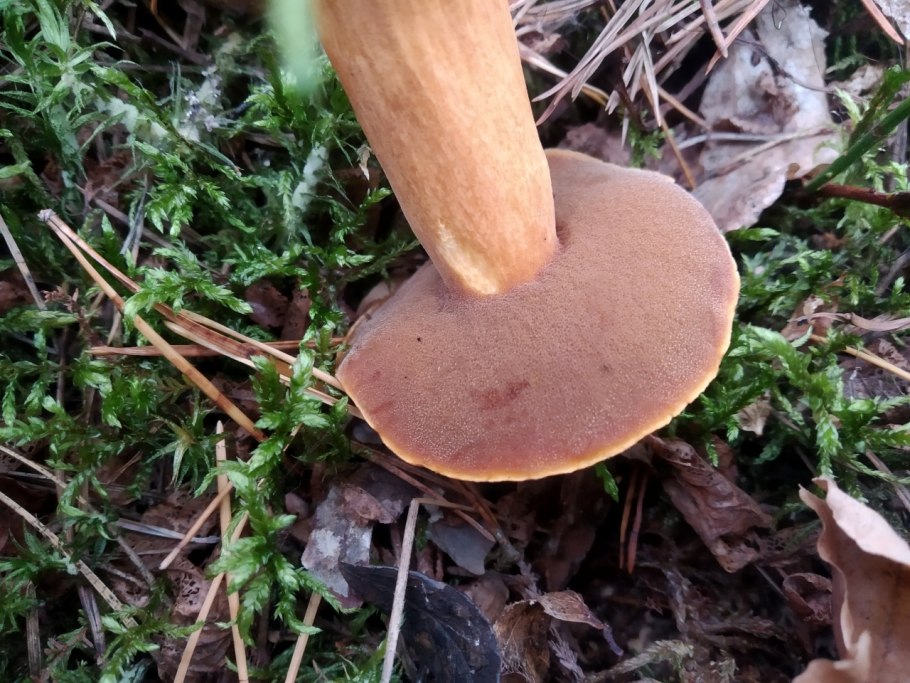 Боровик прекрасный Boletus pulcherrimus