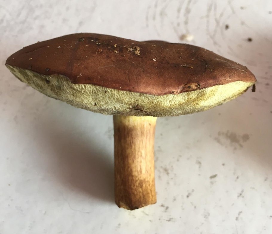 Моховик бархатный Xerocomus pruinatus