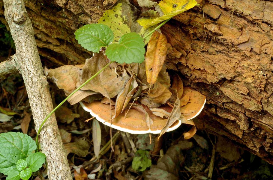 Паутинистые плодовые тела