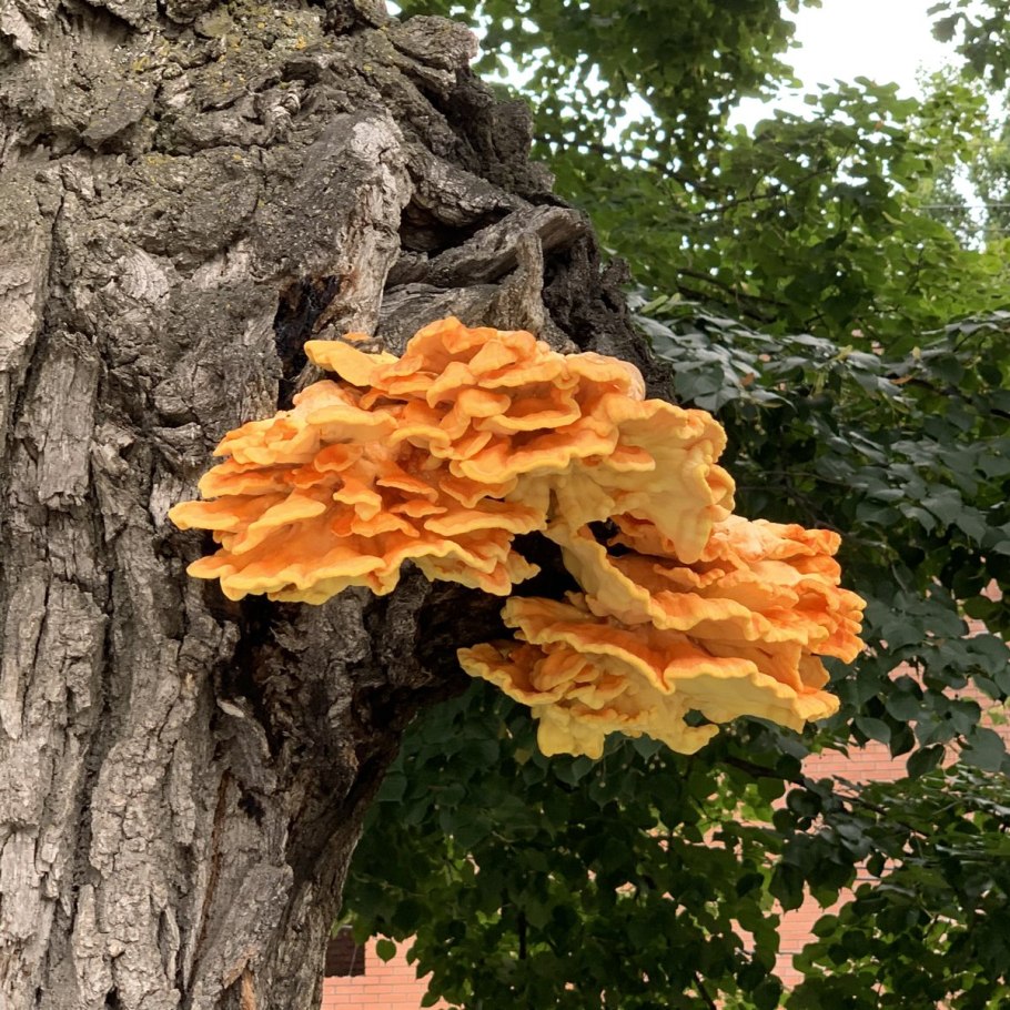 Трутовик дубовый