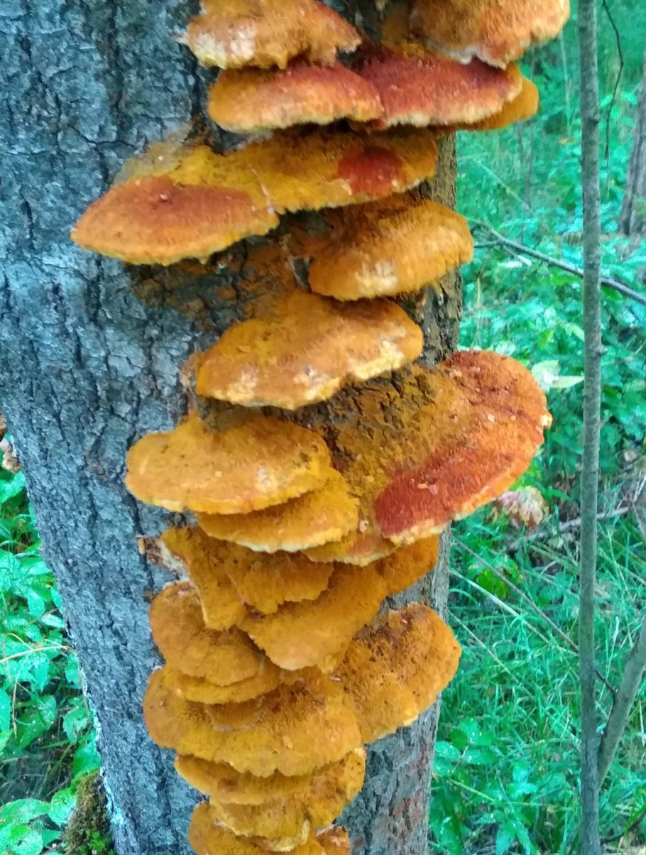 Гриб трутовик серно желтый