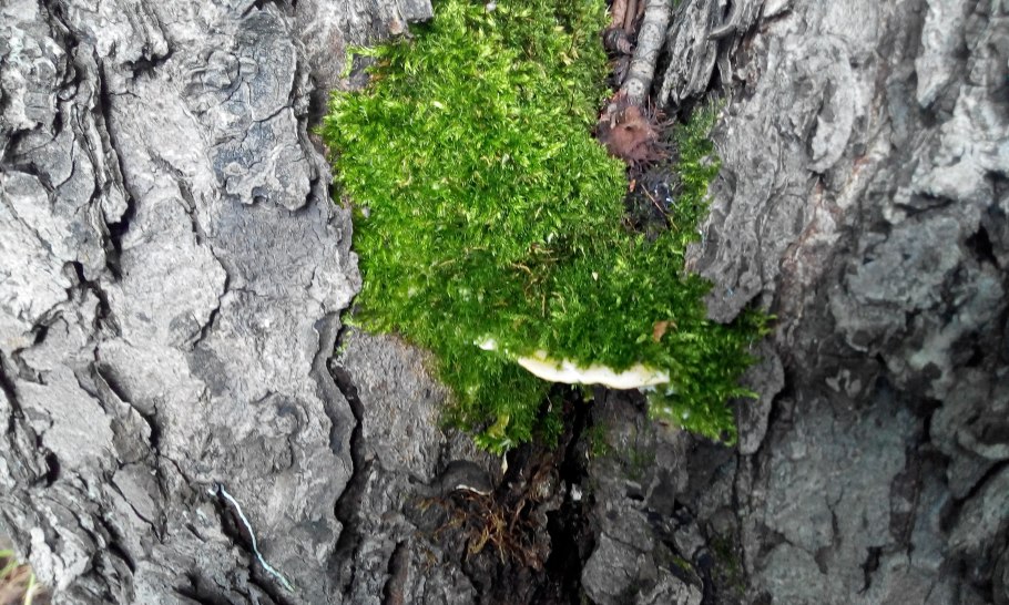 Кленовый трутовик (Oxyporus populinus (fr.) Donk.)