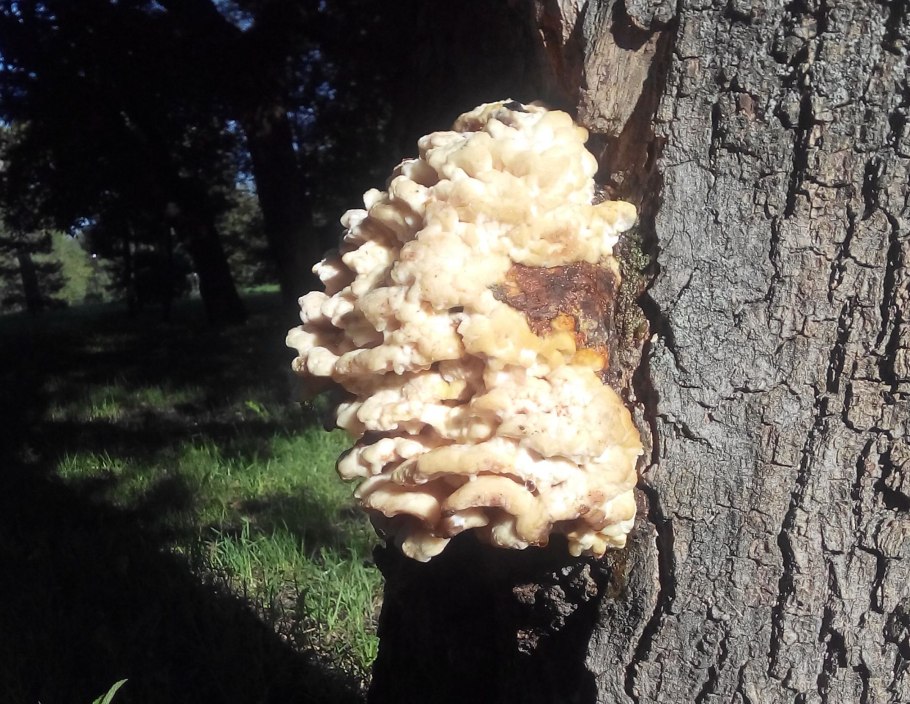 Кленовый трутовик Oxyporus populinus