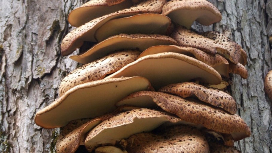 Вешенка покрытая Pleurotus calyptratus