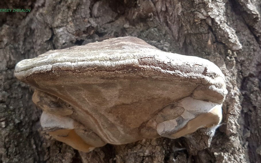 Гриб трутовик съедобный