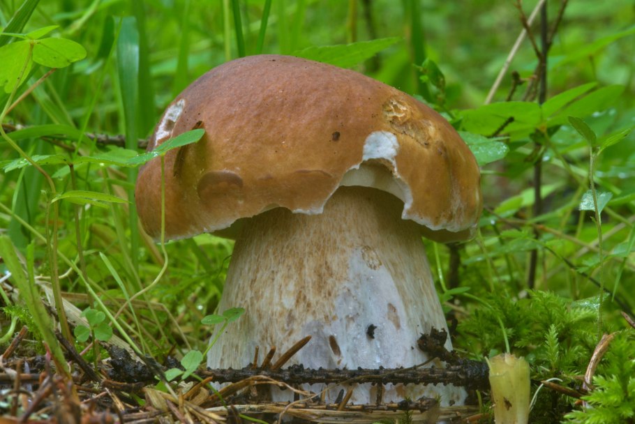 Белые грибы не профессиональные фото летнее