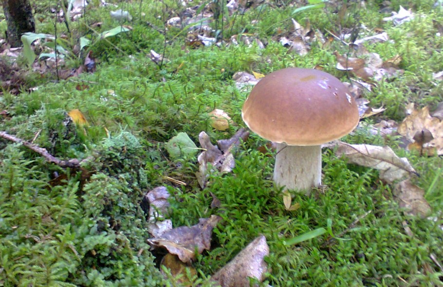 Алексеева белый гриб Боровик