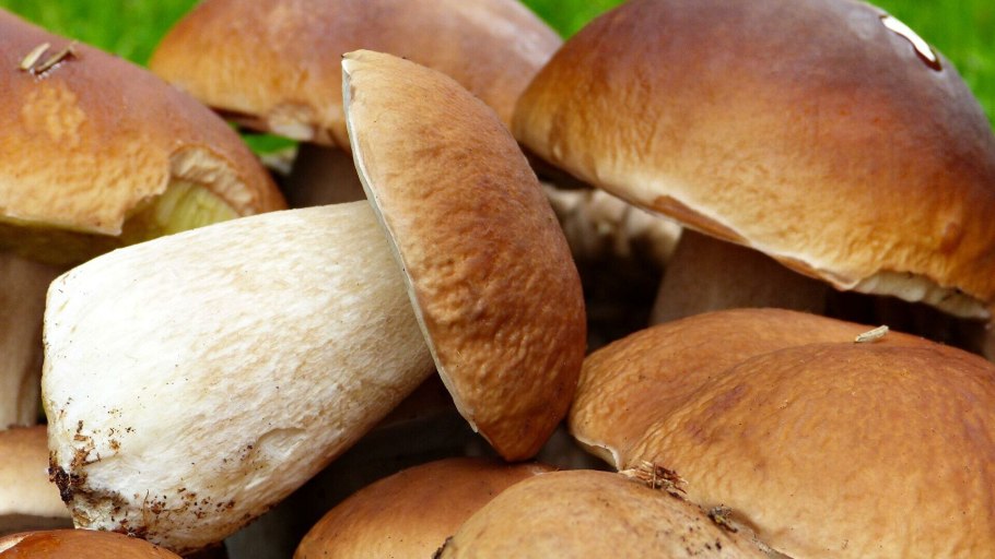 Эноки, энокитаке