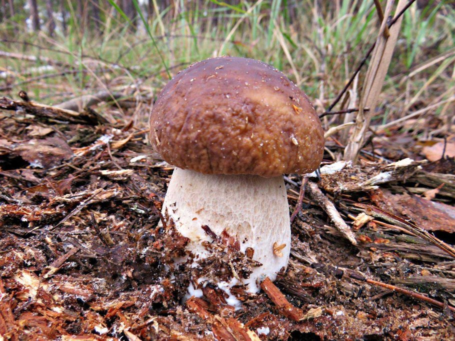 Гриб белый целый в коробке