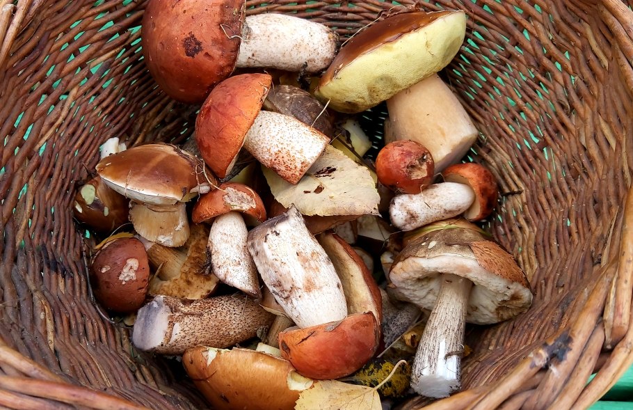 Красноголовики на зиму