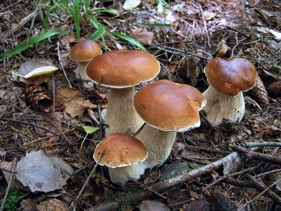 Обои с грибочками