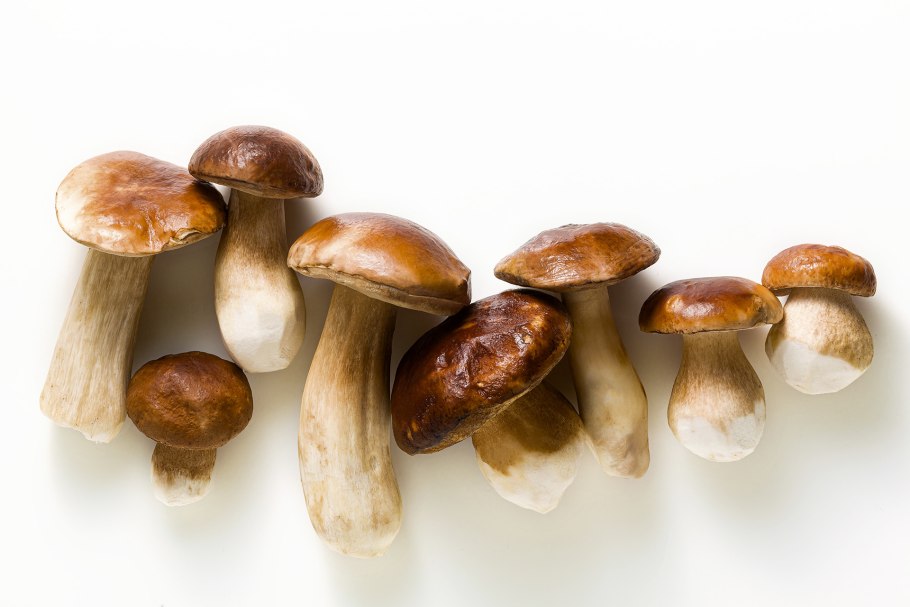 Porcini mushroom