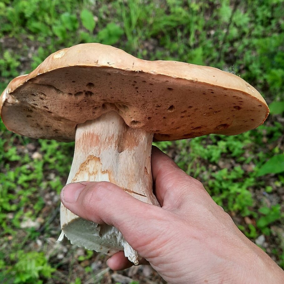 Боровой белый гриб