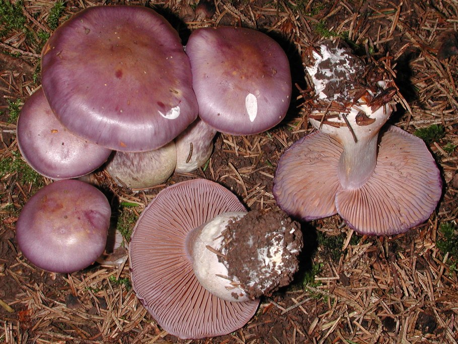 Говорушка дымчатая форма белая (Clitocybe robusta)