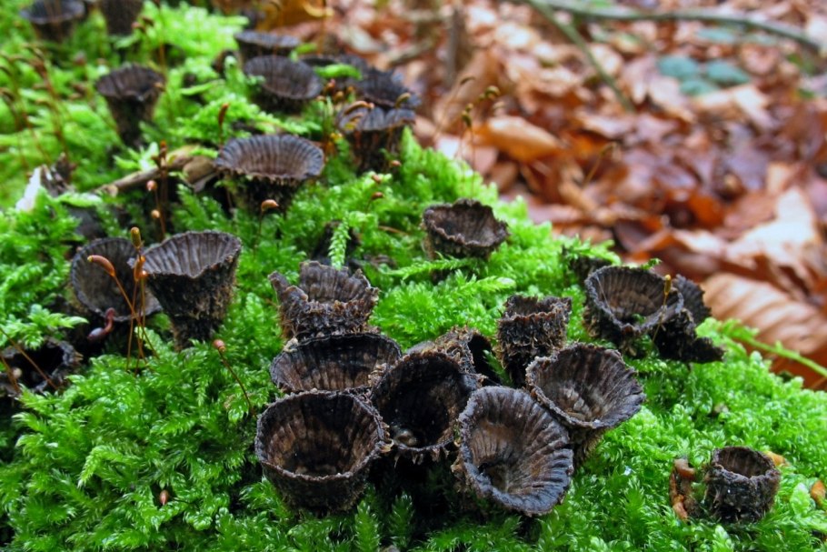 Cyathus striatus