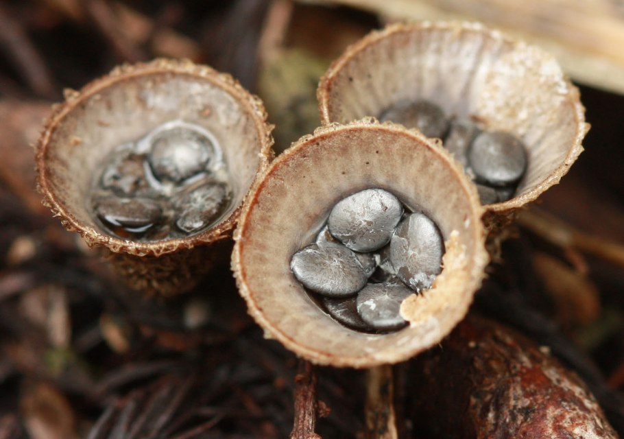 Грибы cyathus olla