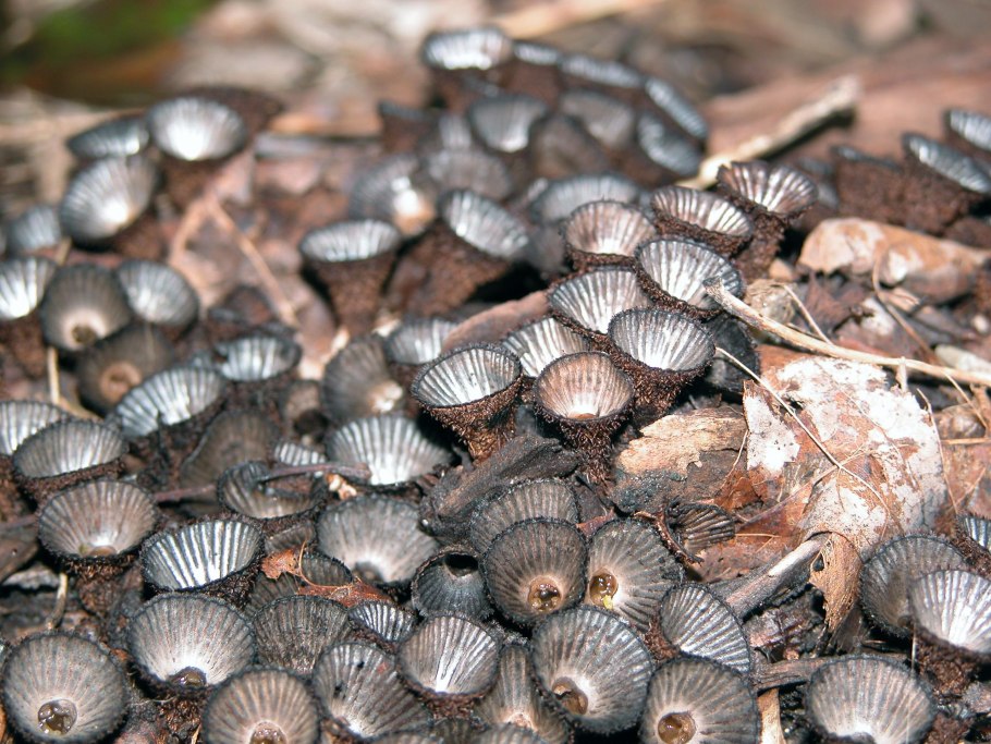 Coprinellus disseminatus грибы