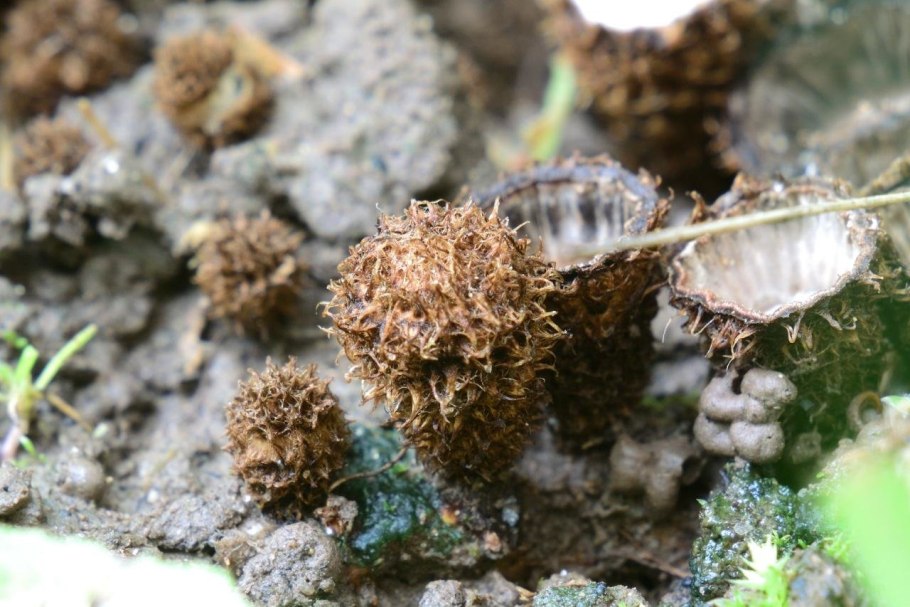 Птичье гнездо