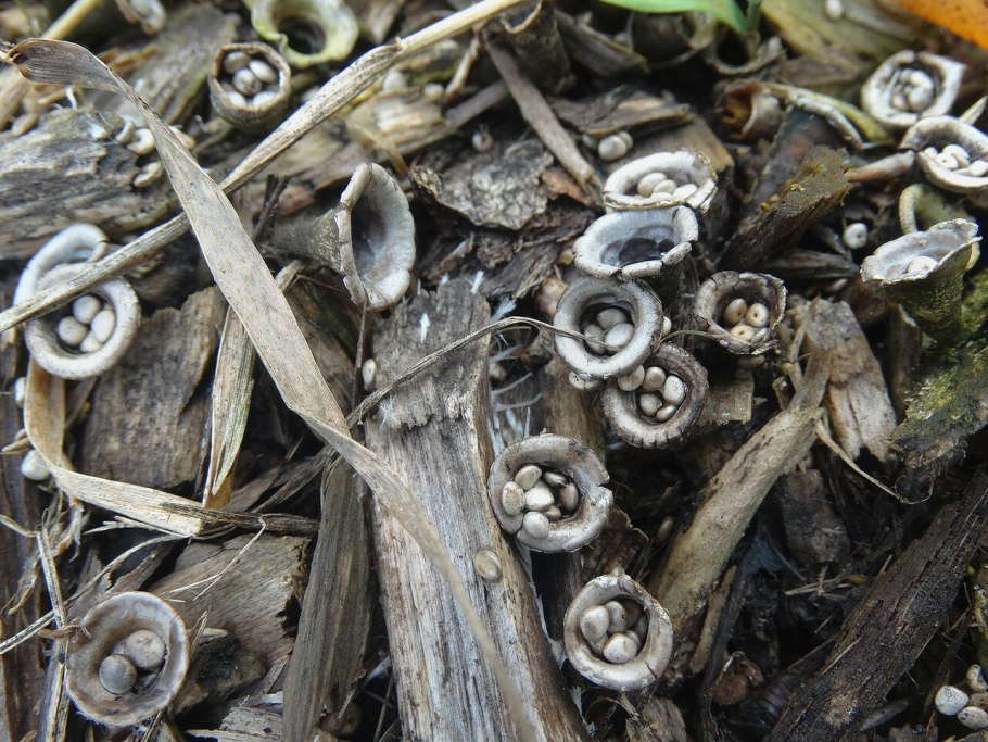 Бокальчик навозный cyathus stercoreus