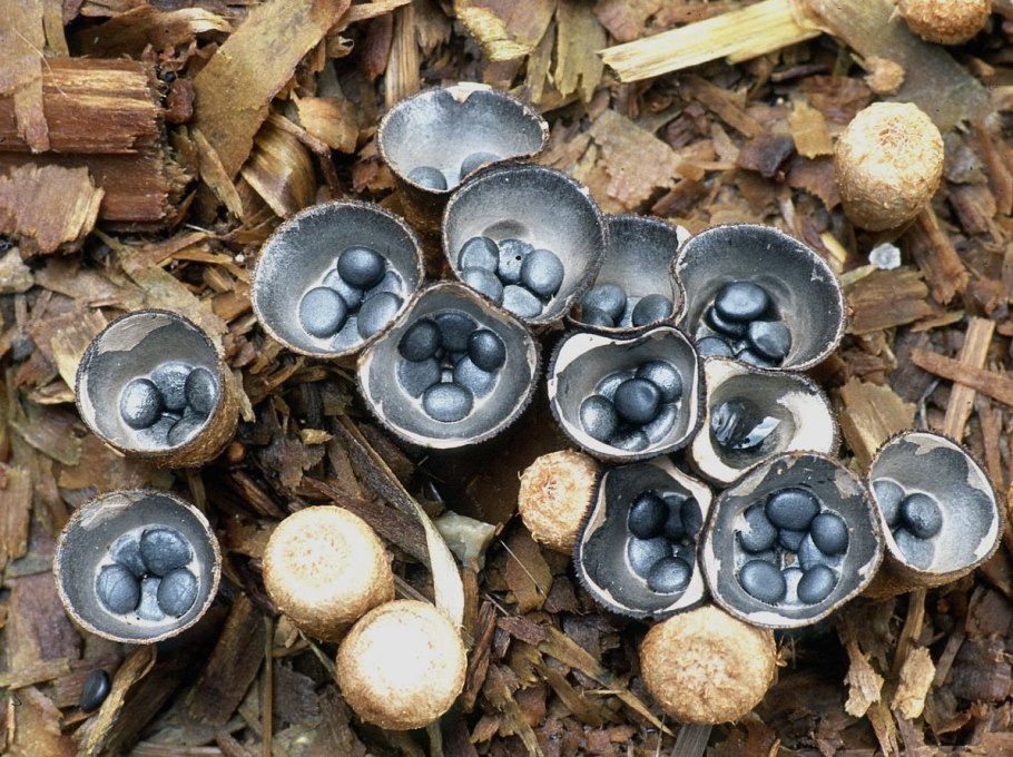 Гриб птичье гнездо