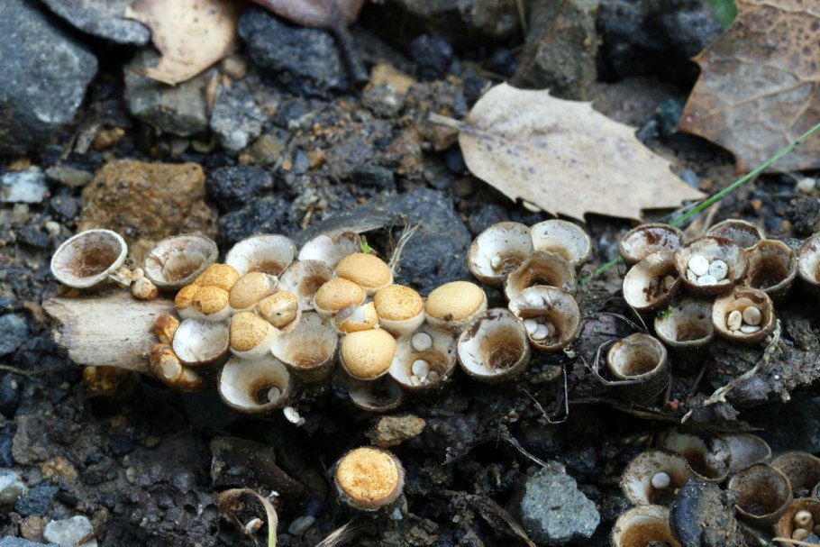 Круцибулюм гладкий crucibulum laeve