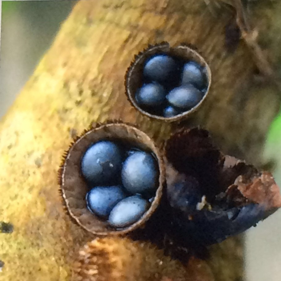 Бокальчик навозный cyathus stercoreus