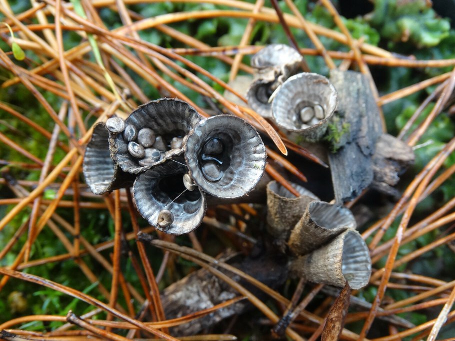 Cyathus stercoreus