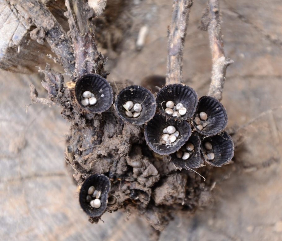 Бокальчик cyathus гриб