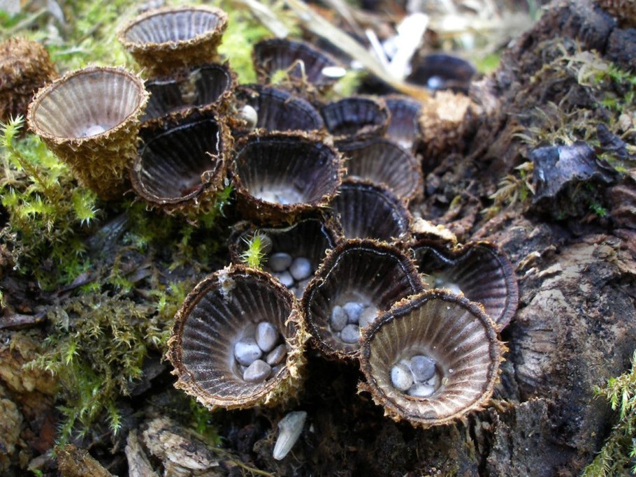 Бокальчик полосатый cyathus striatus