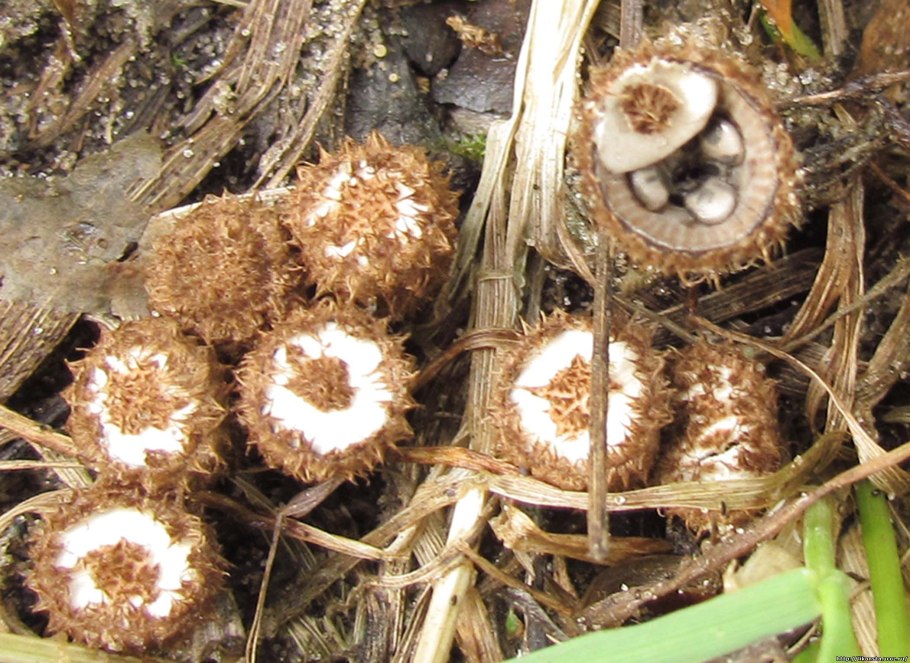 Бокальчик полосатый cyathus striatus