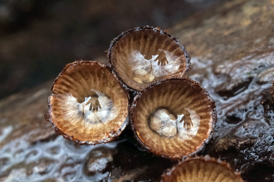 Бокальчик полосатый cyathus striatus