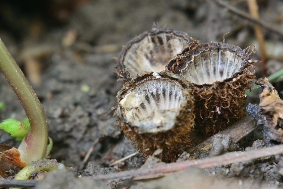Бокальчик полосатый cyathus striatus