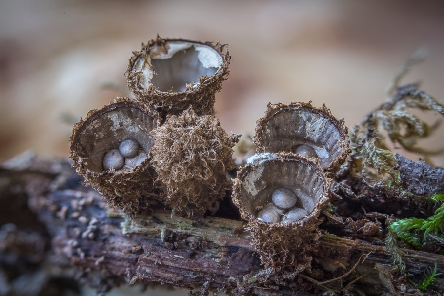 Птичье гнездо (nidulariaceae)