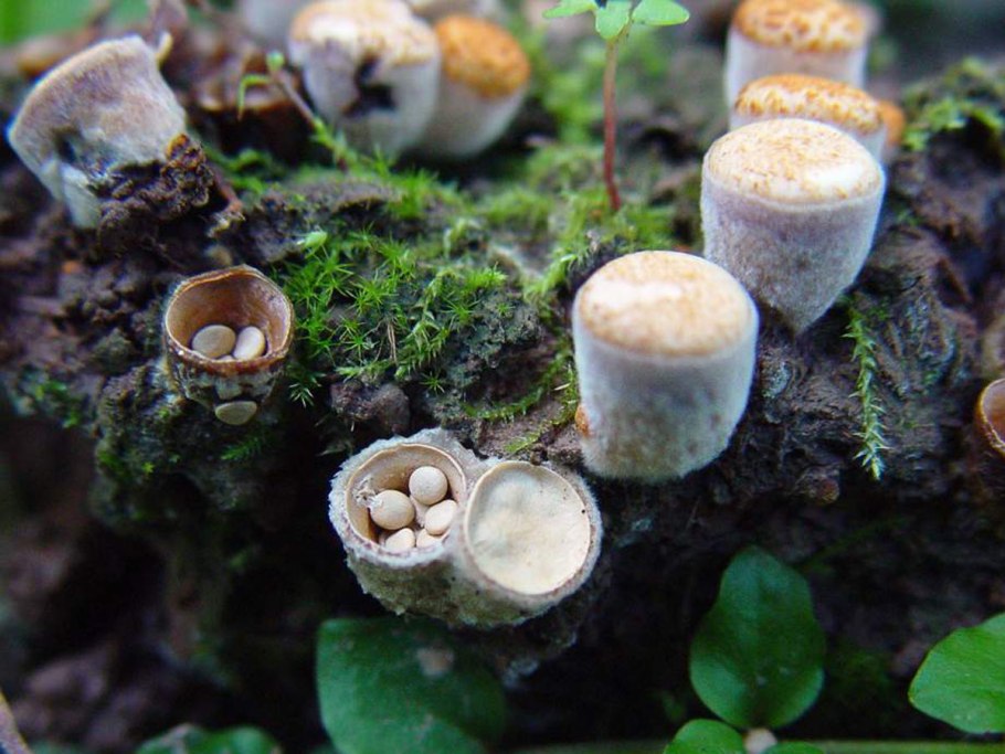 Круцибулюм гладкий crucibulum laeve