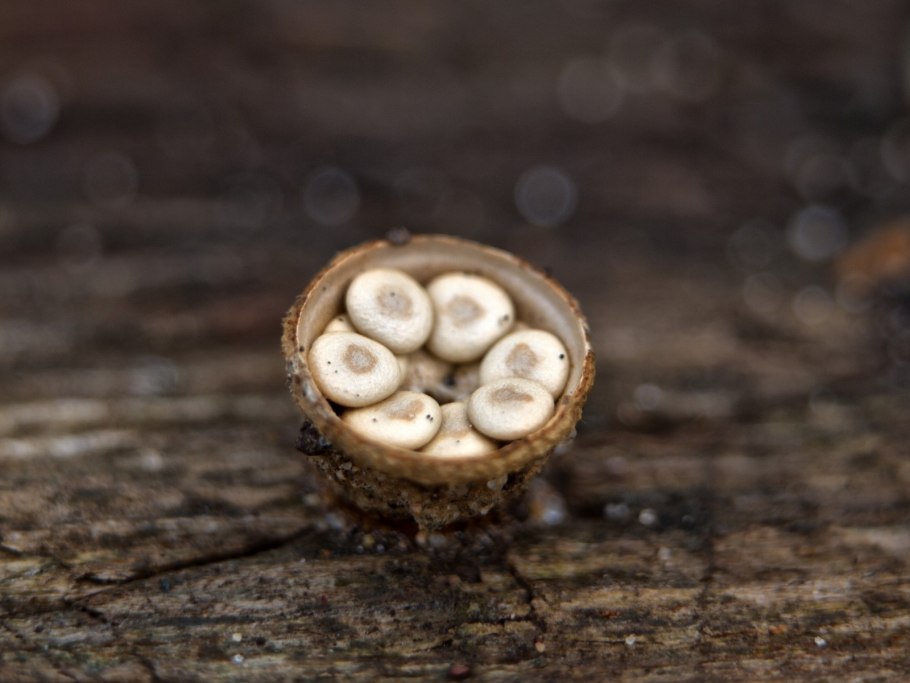 Круцибулюм гладкий